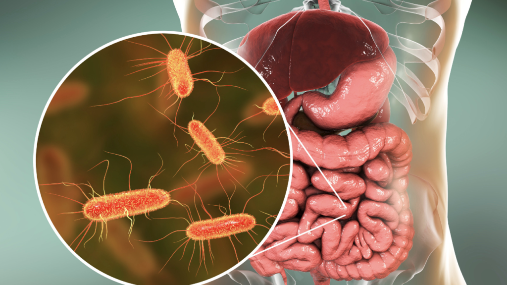 Disbiose e Permeabilidade Intestinal