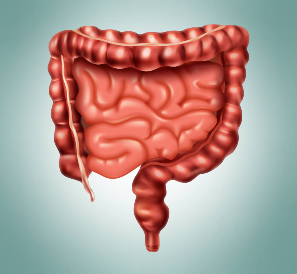 Intestino-Delgado-Grosso