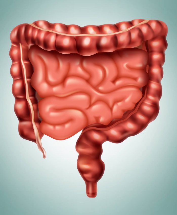 Saúde intestinal: quais são as funções do intestino?